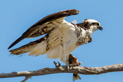 Low angle view of eagle perching on branch