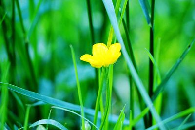 Close-up of yellow flowering plant