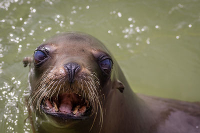 Portrait of sea lion in sea