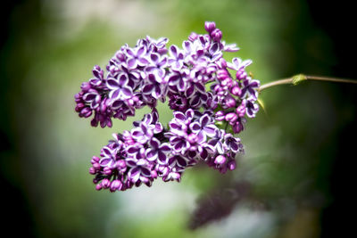 Close-up of purple flowering plant