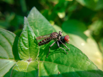 Close-up of insect on leaf