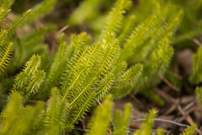 Close-up of green leaves on plant