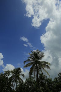 Low angle view of coconut palm trees against blue sky