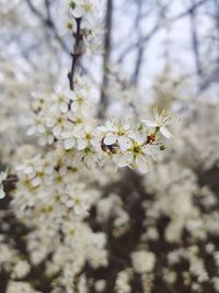 Close-up of cherry blossom