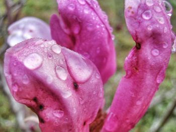 Close-up of pink flower