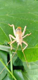 Close-up of insect on leaf