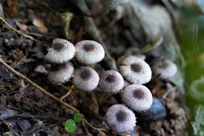 Close-up of mushrooms growing on land