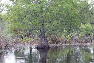 Reflection of trees in lake