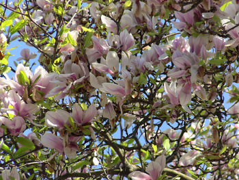 Low angle view of pink flowers on tree