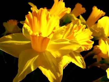 Close-up of yellow flowers blooming against black background