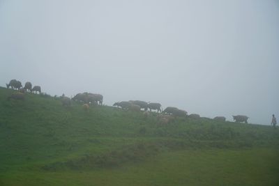 View of sheep grazing in field against sky
