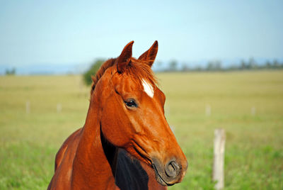 Close-up portrait of a horse on grassland