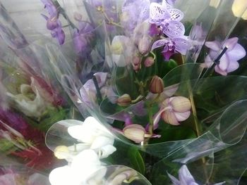 Close-up of flowers blooming outdoors