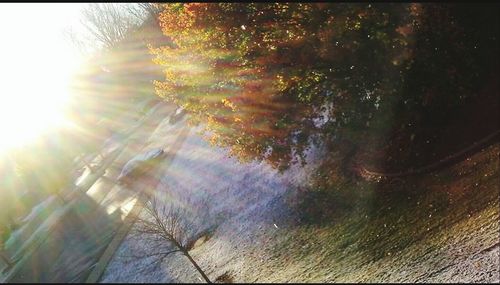 Sun shining through trees