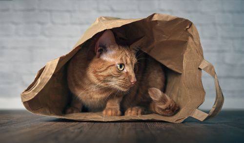 Close-up of cat in paper shopping bag