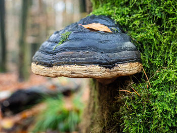 Close-up of mushroom growing on tree trunk in forest