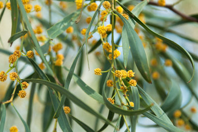 Close-up of yellow flowering plant