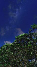 Low angle view of tree against sky at night