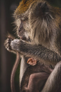 Monkey mama holding her newborn tight while checking up his tail