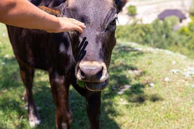 Human hand strokes head of young brown bull or cow. breeding cattle.