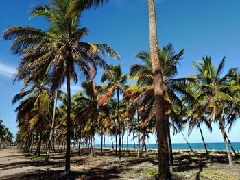 Palm trees on beach against clear sky