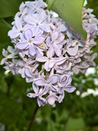 Close-up of white flowering plant