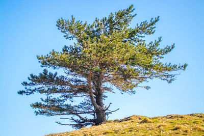 Low angle view of tree against clear blue sky