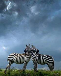 Zebra standing against sky