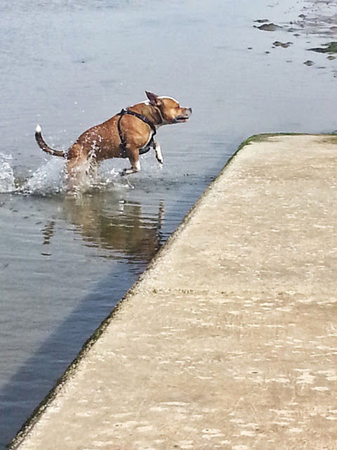 animal themes, water, animals in the wild, wildlife, one animal, bird, two animals, mammal, lake, high angle view, reflection, nature, domestic animals, full length, waterfront, rippled, sunlight, zoology, vertebrate, dog