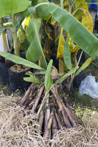 Close-up of plants