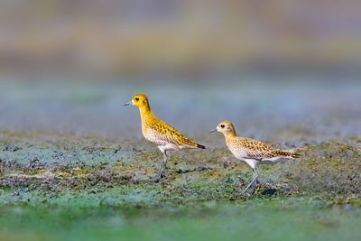 Bird perching on a land