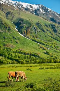 Hemu village is one of the three extinct tuva villages in china. 