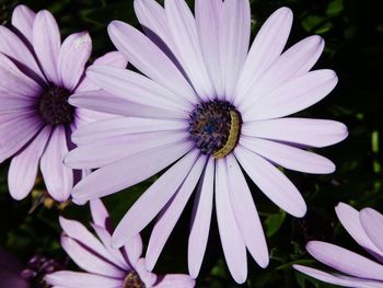 Close-up of purple flower