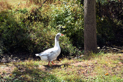 Bird in a forest