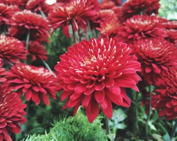 Close-up of red flowering plants in park