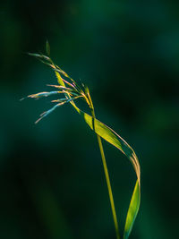 Close-up of crops on field