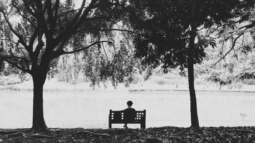 Rear view of man sitting on bench against trees