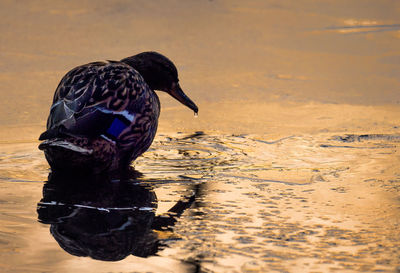 View of a bird drinking water