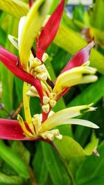 Close-up of yellow flowering plant