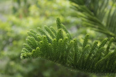 Close-up of fern leaves