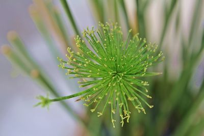 Close-up of dew drops on pine tree