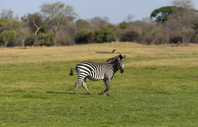 Zebra standing in a field