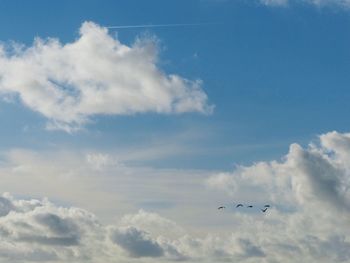 Low angle view of bird flying in sky