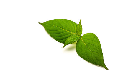 Close-up of leaves against white background