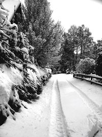 Road amidst trees against sky during winter