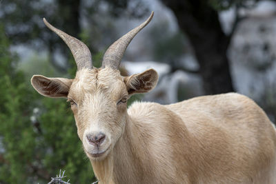 Isolated brown goat portrait looking at the camera