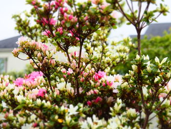 Close-up of pink flowering plant