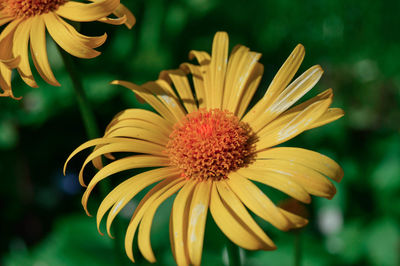 Close-up of yellow flower in park