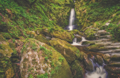 Scenic view of waterfall in forest