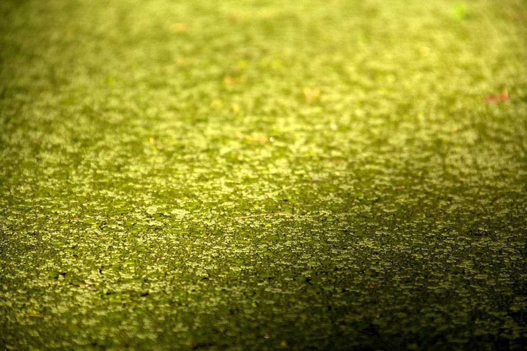 FULL FRAME OF GREEN GRASS ON FIELD